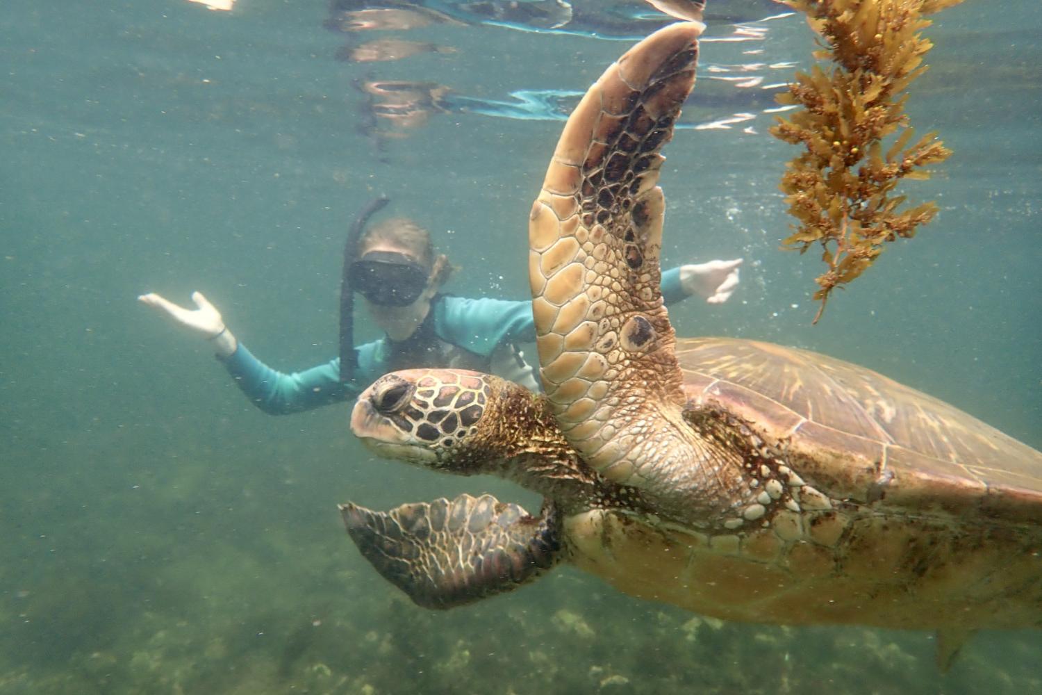 一名<a href='http://dg9f.asishongkong.com/'>全球十大赌钱排行app</a>学生在Galápagos群岛游学途中与一只巨龟游泳.